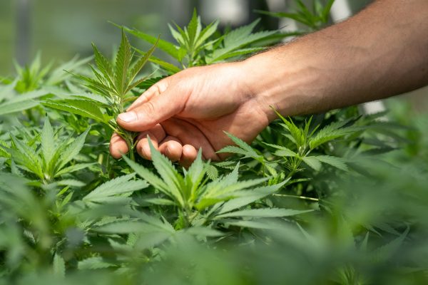 a man touching a cannabis plant