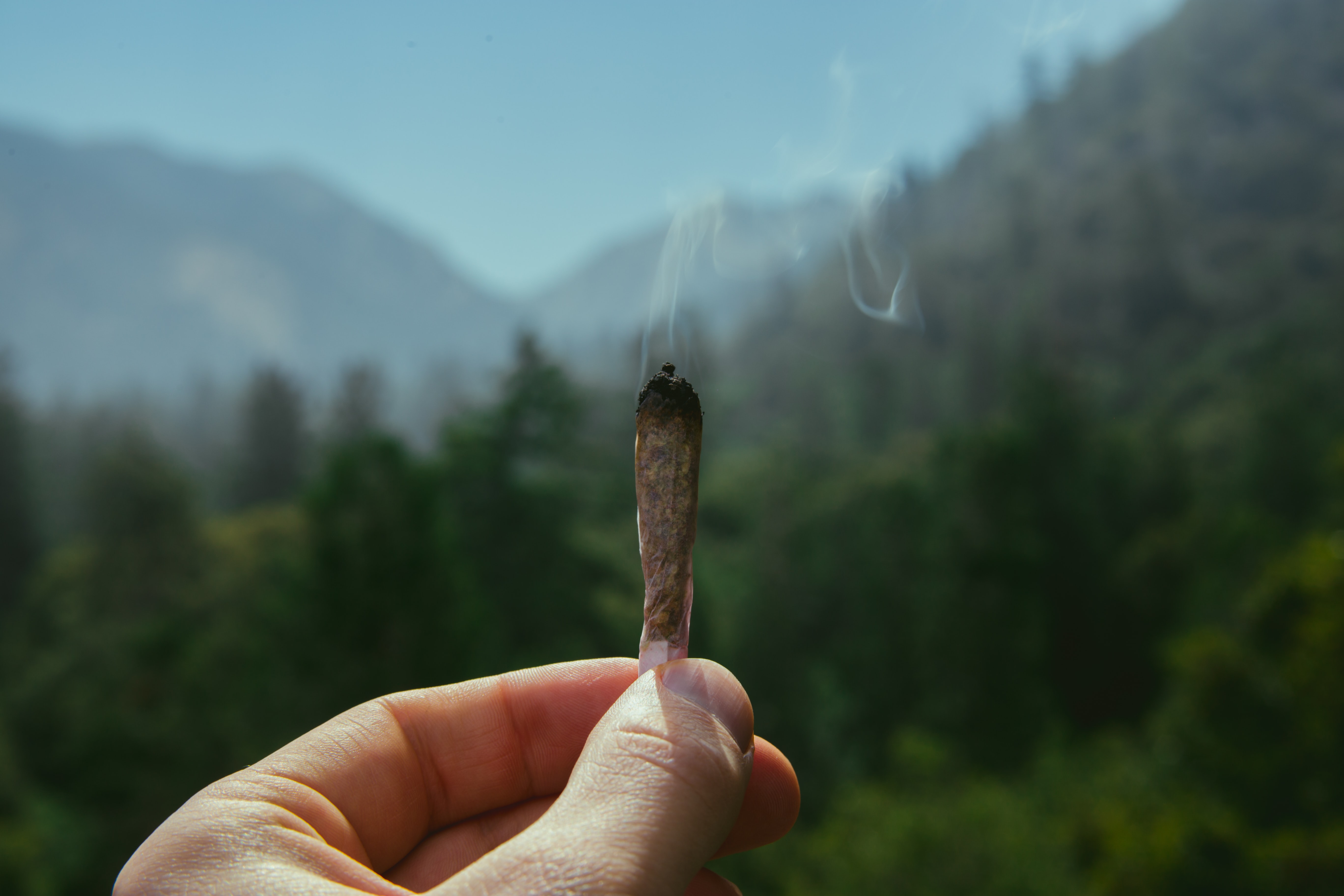 Kush Mapper – cannabis plants – blog body 3