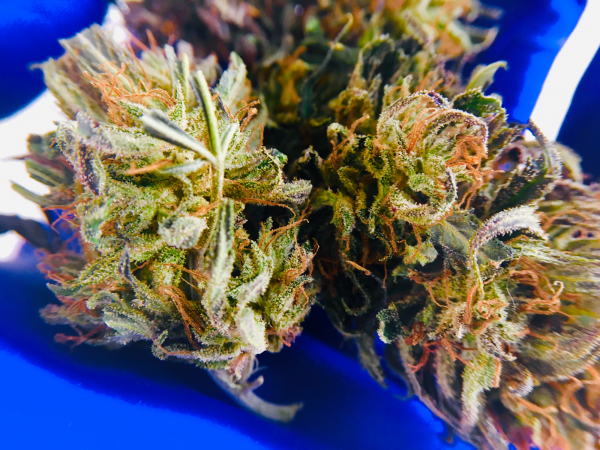Kush Mapper – medicinal marijuana USES – body blog