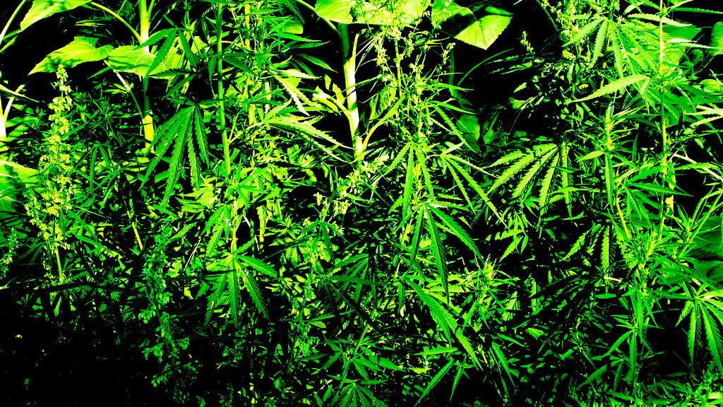 Kush mapper marijuana field feature image