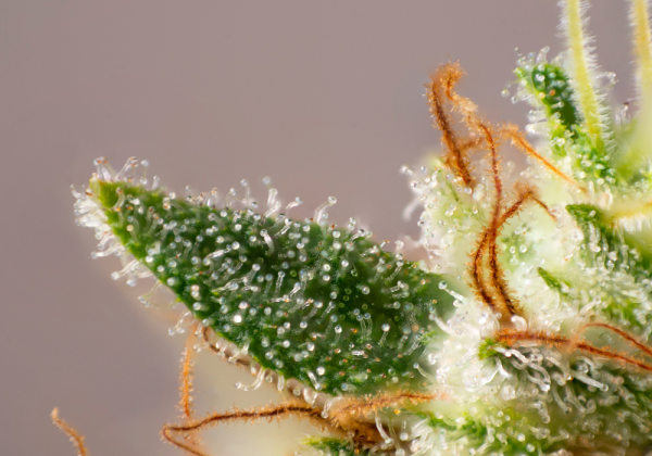 KushMapper Cannabis Bud With Visible Trichomes Science Of Terpenes Blog