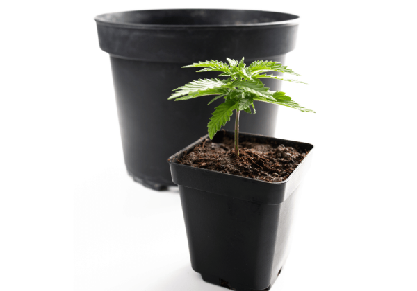 KushMapper Cannabis Sprout in Small Pot With Empty Big Pot Cannabis Seedling Care Blog