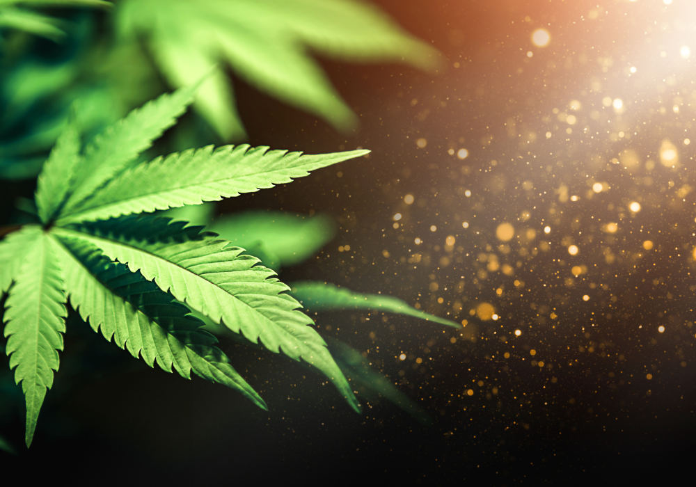 KushMapper Glowing Light Shining On Cannabis Leaves Top Cannabis Products Of 2024 Blog