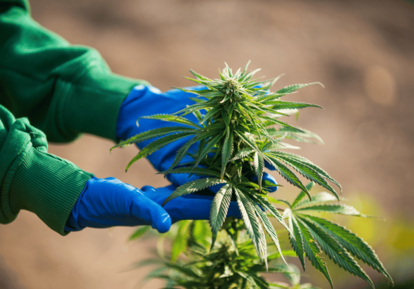 Medical Marijuana Plant Growing Outdoors