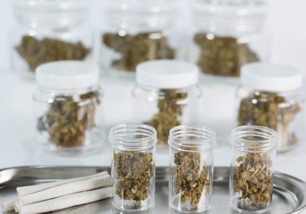 Cannabis buds in a jar during a dispensary visit