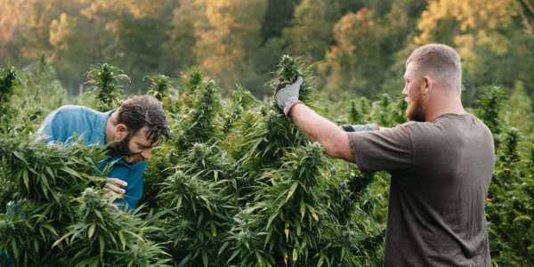 cannabis growers min