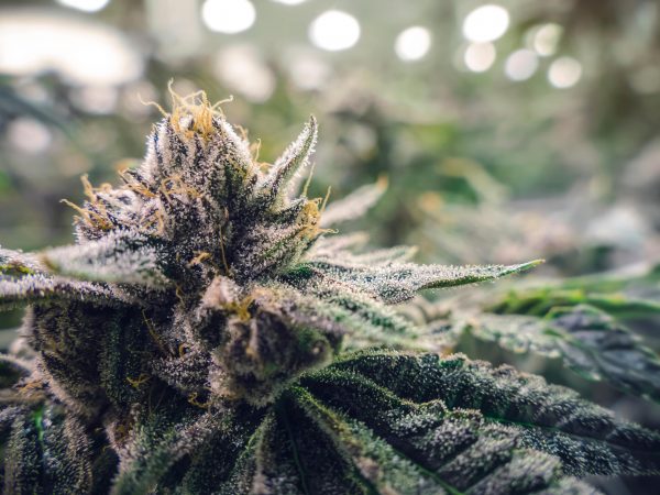cannabis growing indoors