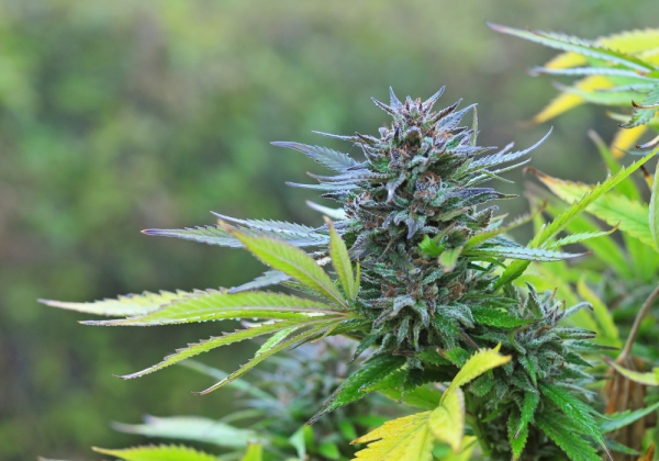 cannabis growing outdoor