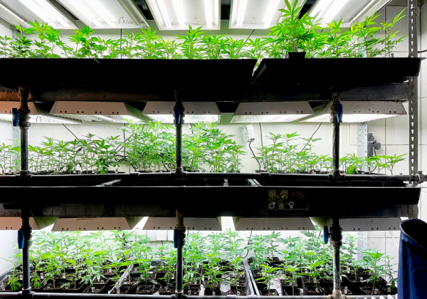 cannabis seedlings growing indoors
