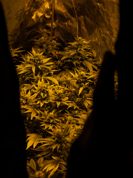 kush Mapper – cannabis strains – blog body
