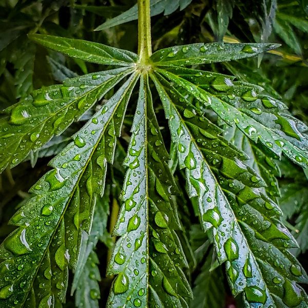 kushmapper marijuana leaf blog body