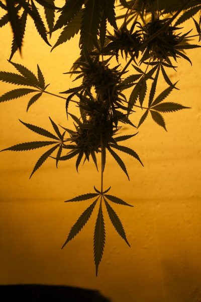 kushmapper marijuana plant blog body