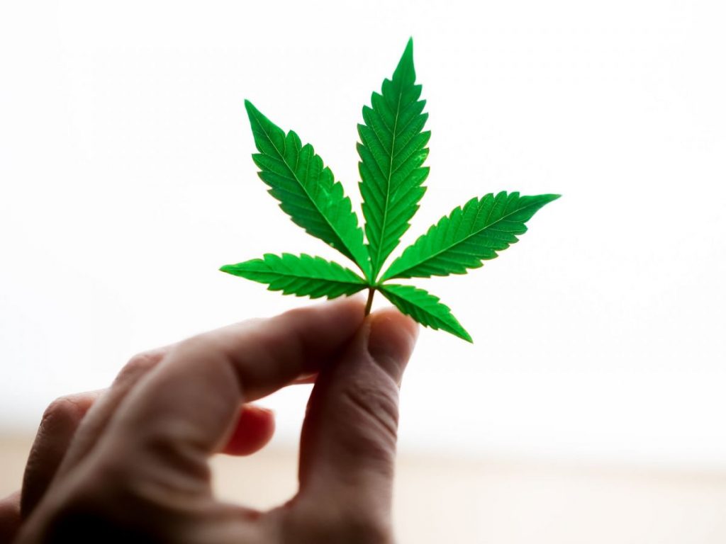 cannabis leaf in sunlight