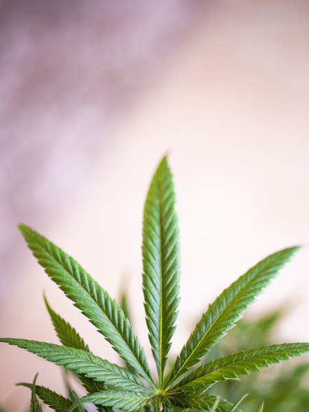 kushmapper – cannabis plant –blog body