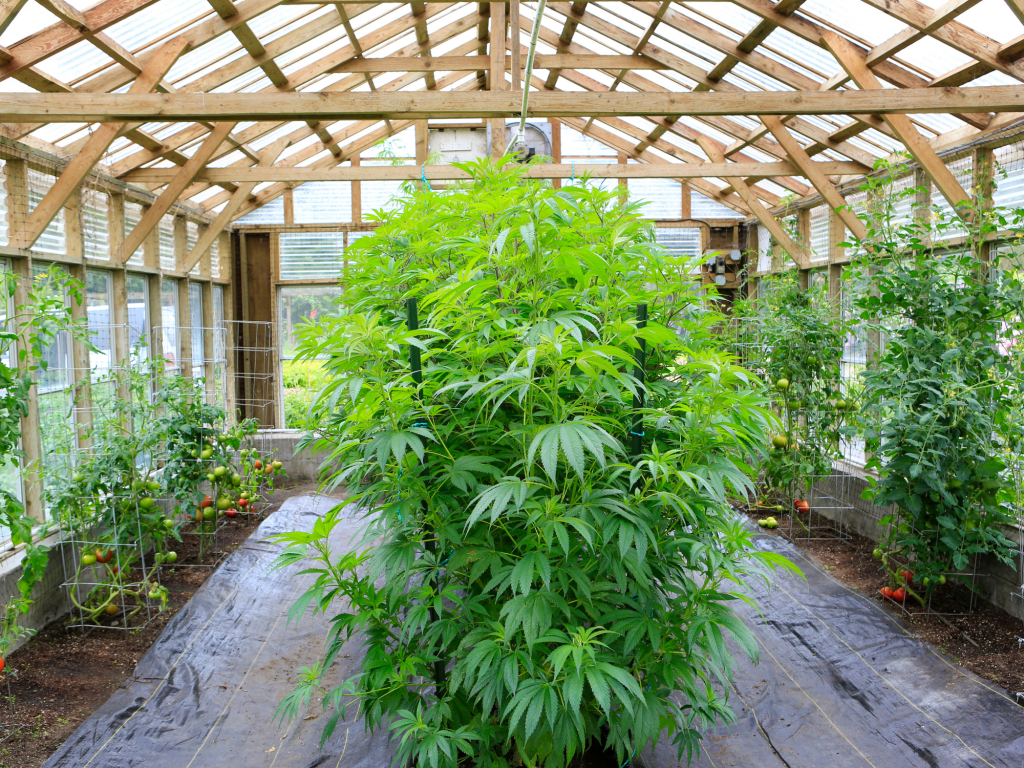 kushmapper – cannabis plants – featured image