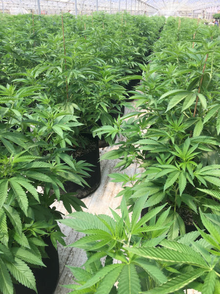 kushmapper – cannabis plants –blog body