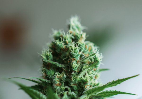 how do i make my cannabis high last longer