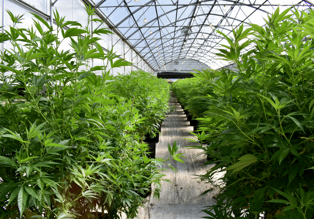 marijuana plants Endocannabinoid System